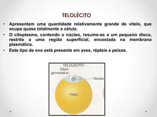 • Apresentam uma quantidade relativamente grande de vitelo, que
ocupa quase totalmente a célula.
• O citoplasma, contendo o núcleo, resume-se a um pequeno disco,
restrito a uma região superficial, encostada na membrana
plasmática.
• Este tipo de ovo está presente em aves, répteis e peixes.

 