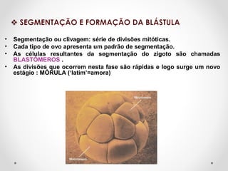 •
•
•
•

Segmentação ou clivagem: série de divisões mitóticas.
Cada tipo de ovo apresenta um padrão de segmentação.
As células resultantes da segmentação do zigoto são chamadas
BLASTÔMEROS .
As divisões que ocorrem nesta fase são rápidas e logo surge um novo
estágio : MÓRULA (‘latim’=amora)

 