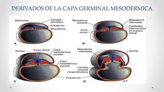 DERIVADOS DE LA CAPA GERMINAL MESODERMICA 
 