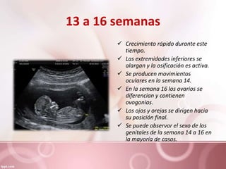 13 a 16 semanas
 Crecimiento rápido durante este
tiempo.
 Las extremidades inferiores se
alargan y la osificación es activa.
 Se producen movimientos
oculares en la semana 14.
 En la semana 16 los ovarios se
diferencian y contienen
ovogonias.
 Los ojos y orejas se dirigen hacia
su posición final.
 Se puede observar el sexo de los
genitales de la semana 14 a 16 en
la mayoría de casos.
 