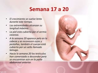 Semana 17 a 20
• El crecimiento se vuelve lento
durante este tiempo.
• Las extremidades alcanzan su
longitud máxima.
• La piel esta cubierta por el vermix
caseoso.
• A la semana 20 aparece pelo en la
cabeza y se reconocen cejas y
pestañas, también el cuerpo está
cubierto por un vello llamado
lamugo.
• Hacia la semana 20 los testiculos
han comenzado a descender pero
se encuentran aún en la parte
abdominal anterior.
 