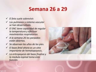 Semana 26 a 29
 El feto suele sobrevivir.
 Los pulmones y sistema vascular
se han desarrollado.
 El SNC tiene capacidad de regular
la temperatura y efectuar
movimientos respiratorios.
 A la semana 26 los parpados
están abiertos.
 Se observan las uñas de los pies.
 El bazo fetal ahora es un sitio
importante de hematopoyesis.
 La eritropoyesis del bazo finaliza y
la medula espinal toma esta
función.
 