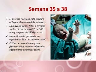 Semana 35 a 38
 El sistema nervioso está maduro
al llegar al termino del embarazo.
 La mayoría de los fetos a termino
suelen alcanzar una LVC de 360
mm y un peso de 3400 gramos.
 La cantidad de grasa blanca
equivale al 16% del peso corporal.
 El tórax es prominente y con
frecuencia las mamas sobresalen
ligeramente en ambos sexos.
 