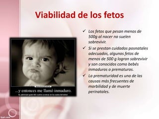 Viabilidad de los fetos
 Los fetos que pesan menos de
500g al nacer no suelen
sobrevivir.
 Si se prestan cuidados posnatales
adecuados, algunos fetos de
menos de 500 g logran sobrevivir
y son conocidos como bebés
inmaduros o prematuros.
 La prematuridad es una de las
causas más frecuentes de
morbilidad y de muerte
perinatales.
 