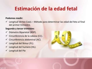 Estimación de la edad fetal
Podemos medir:
 Longitud Vértex-Coxis – Método para determinar las edad del feto al final
del primer trimestre.
Segundo y tercer trimestre:
 Diámetro Biparietal (BDP).
 Circunferencia de la cabeza (CC).
 Circunferencia abdominal (AC).
 Longitud del fémur (FL).
 Longitud del humero (HL).
 Longitud del Pie
 