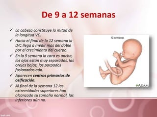 De 9 a 12 semanas
 La cabeza constituye la mitad de
la longitud VC.
 Hacia el final de la 12 semana la
LVC llega a medir mas del doble
por el crecimiento del cuerpo.
 En la 9 semana la cara es ancha,
los ojos están muy separados, las
orejas bajas, los parpados
fusionados aún.
 Aparecen centros primarios de
osificación.
 Al final de la semana 12 las
extremidades superiores han
alcanzado su tamaño normal, las
inferiores aún no.
 