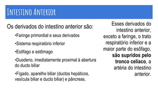 Intestino Anterior
Os derivados do intestino anterior são:
•Faringe primordial e seus derivados
•Sistema respiratório inferior
•Esôfago e estômago
•Duodeno, imediatamente proximal à abertura
do ducto biliar
•Fígado, aparelho biliar (ductos hepáticos,
vesícula biliar e ducto biliar) e pâncreas.
Esses derivados do
intestino anterior,
exceto a faringe, o trato
respiratório inferior e a
maior parte do esôfago,
são supridos pelo
tronco celíaco, a
artéria do intestino
anterior.
 