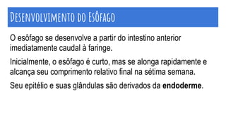 Desenvolvimento do Esôfago
O esôfago se desenvolve a partir do intestino anterior
imediatamente caudal à faringe.
Inicialmente, o esôfago é curto, mas se alonga rapidamente e
alcança seu comprimento relativo final na sétima semana.
Seu epitélio e suas glândulas são derivados da endoderme.
 