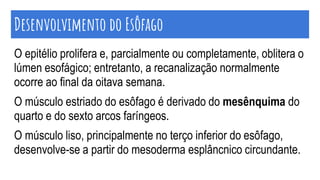 Desenvolvimento do Esôfago
O epitélio prolifera e, parcialmente ou completamente, oblitera o
lúmen esofágico; entretanto, a recanalização normalmente
ocorre ao final da oitava semana.
O músculo estriado do esôfago é derivado do mesênquima do
quarto e do sexto arcos faríngeos.
O músculo liso, principalmente no terço inferior do esôfago,
desenvolve-se a partir do mesoderma esplâncnico circundante.
 