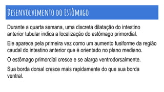 Desenvolvimento do Estômago
Durante a quarta semana, uma discreta dilatação do intestino
anterior tubular indica a localização do estômago primordial.
Ele aparece pela primeira vez como um aumento fusiforme da região
caudal do intestino anterior que é orientado no plano mediano.
O estômago primordial cresce e se alarga ventrodorsalmente.
Sua borda dorsal cresce mais rapidamente do que sua borda
ventral.
 
