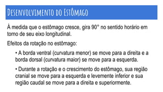 À medida que o estômago cresce, gira 90° no sentido horário em
torno de seu eixo longitudinal.
Efeitos da rotação no estômago:
• A borda ventral (curvatura menor) se move para a direita e a
borda dorsal (curvatura maior) se move para a esquerda.
• Durante a rotação e o crescimento do estômago, sua região
cranial se move para a esquerda e levemente inferior e sua
região caudal se move para a direita e superiormente.
Desenvolvimento do Estômago
 