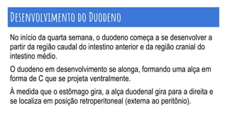 No início da quarta semana, o duodeno começa a se desenvolver a
partir da região caudal do intestino anterior e da região cranial do
intestino médio.
O duodeno em desenvolvimento se alonga, formando uma alça em
forma de C que se projeta ventralmente.
À medida que o estômago gira, a alça duodenal gira para a direita e
se localiza em posição retroperitoneal (externa ao peritônio).
Desenvolvimento do Duodeno
 
