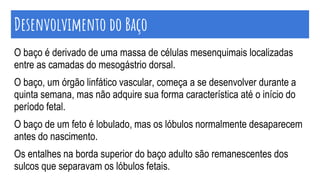 O baço é derivado de uma massa de células mesenquimais localizadas
entre as camadas do mesogástrio dorsal.
O baço, um órgão linfático vascular, começa a se desenvolver durante a
quinta semana, mas não adquire sua forma característica até o início do
período fetal.
O baço de um feto é lobulado, mas os lóbulos normalmente desaparecem
antes do nascimento.
Os entalhes na borda superior do baço adulto são remanescentes dos
sulcos que separavam os lóbulos fetais.
Desenvolvimento do Baço
 