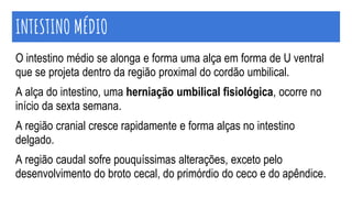 O intestino médio se alonga e forma uma alça em forma de U ventral
que se projeta dentro da região proximal do cordão umbilical.
A alça do intestino, uma herniação umbilical fisiológica, ocorre no
início da sexta semana.
A região cranial cresce rapidamente e forma alças no intestino
delgado.
A região caudal sofre pouquíssimas alterações, exceto pelo
desenvolvimento do broto cecal, do primórdio do ceco e do apêndice.
INTESTINO MÉDIO
 