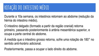 ROTAÇÃO DO INTESTINO MÉDIO
Durante a 10a semana, os intestinos retornam ao abdome (redução da
hérnia do intestino médio).
O intestino delgado (formado a partir da região cranial) retorna
primeiro, passando posteriormente à artéria mesentérica superior, e
ocupa a parte central do abdome.
À medida que o intestino grosso retorna, sofre uma rotação de 180° no
sentido anti-horário adicional.
Posteriormente, passa a ocupar o lado direito do abdome.
 
