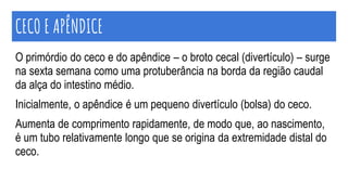 CECO E APÊNDICE
O primórdio do ceco e do apêndice – o broto cecal (divertículo) – surge
na sexta semana como uma protuberância na borda da região caudal
da alça do intestino médio.
Inicialmente, o apêndice é um pequeno divertículo (bolsa) do ceco.
Aumenta de comprimento rapidamente, de modo que, ao nascimento,
é um tubo relativamente longo que se origina da extremidade distal do
ceco.
 