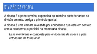 DIVISÃO DA CLOACA
A cloaca é a parte terminal expandida do intestino posterior antes da
divisão em reto, bexiga e primórdio genital.
A cloaca é uma câmara revestida por endoderme que está em contato
com a ectoderme superficial na membrana cloacal.
Essa membrana é composta pela endoderme da cloaca e pela
ectoderme da fossa anal.
 