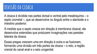 DIVISÃO DA CLOACA
A cloaca é dividida nas partes dorsal e ventral pelo mesênquima – o
septo urorretal –, que se desenvolve no ângulo entre o alantoide e o
intestino posterior.
À medida que o septo cresce em direção à membrana cloacal, ele
desenvolve extensões que produzem invaginações nas paredes
laterais da cloaca.
Essas pregas crescem uma em direção à outra e se fusionam,
formando uma divisão em três partes da cloaca – o reto, a região
cranial do canal anal e o seio urogenital.
 