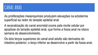 CANAL ANAL
As proliferações mesenquimais produzem elevações na ectoderme
superficial ao redor do tampão epitelial anal.
A recanalização do canal anorretal ocorre pela morte celular por
apoptose do tampão epitelial anal, que forma a fossa anal na oitava
semana do desenvolvimento.
Os dois terços superiores do canal anal adulto são derivados do
intestino posterior; o terço inferior se desenvolve a partir da fossa anal.
 