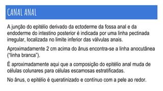 CANAL ANAL
A junção do epitélio derivado da ectoderme da fossa anal e da
endoderme do intestino posterior é indicada por uma linha pectinada
irregular, localizada no limite inferior das válvulas anais.
Aproximadamente 2 cm acima do ânus encontra-se a linha anocutânea
(“linha branca”).
É aproximadamente aqui que a composição do epitélio anal muda de
células colunares para células escamosas estratificadas.
No ânus, o epitélio é queratinizado e contínuo com a pele ao redor.
 