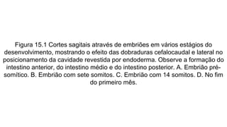 Figura 15.1 Cortes sagitais através de embriões em vários estágios do
desenvolvimento, mostrando o efeito das dobraduras cefalocaudal e lateral no
posicionamento da cavidade revestida por endoderma. Observe a formação do
intestino anterior, do intestino médio e do intestino posterior. A. Embrião pré-
somítico. B. Embrião com sete somitos. C. Embrião com 14 somitos. D. No fim
do primeiro mês.
 