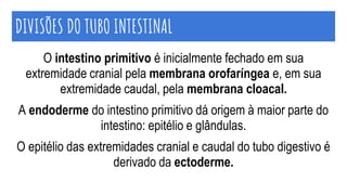 O intestino primitivo é inicialmente fechado em sua
extremidade cranial pela membrana orofaríngea e, em sua
extremidade caudal, pela membrana cloacal.
A endoderme do intestino primitivo dá origem à maior parte do
intestino: epitélio e glândulas.
O epitélio das extremidades cranial e caudal do tubo digestivo é
derivado da ectoderme.
DIVISÕES DO TUBO INTESTINAL
 