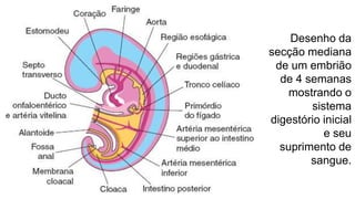Desenho da
secção mediana
de um embrião
de 4 semanas
mostrando o
sistema
digestório inicial
e seu
suprimento de
sangue.
 