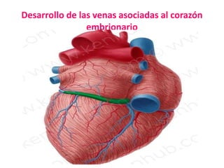 Desarrollo de las venas asociadas al corazón
embrionario
 