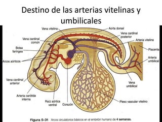 Destino de las arterias vitelinas y
umbilicales
 