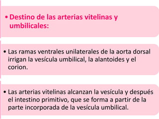 •Destino de las arterias vitelinas y
umbilicales:
• Las ramas ventrales unilaterales de la aorta dorsal
irrigan la vesícula umbilical, la alantoides y el
corion.
• Las arterias vitelinas alcanzan la vesícula y después
el intestino primitivo, que se forma a partir de la
parte incorporada de la vesícula umbilical.
 
