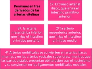 Permanecen tres
derivados de las
arterias vitelinas:
1º: El tronco arterial
ilíaco, que irriga el
intestino primitivo
anterior;
3º: la arteria
mesentérica inferior,
que irriga el intestino
primitivo posterior.
2º la arteria
mesentérica anterior,
que irriga el intestino
primitivo medio,
4º Arterias umbilicales se convierten en arterias ilíacas
internas y en las arterias vesicales superiores, mientras que
las partes distales presentan obliteración tras el nacimiento
y se convierten en los ligamentos umbilicales mediales.
 