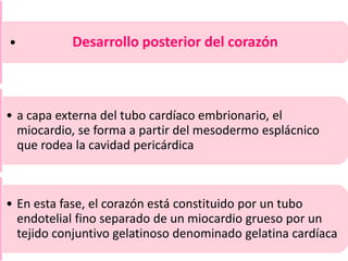 • Desarrollo posterior del corazón
• a capa externa del tubo cardíaco embrionario, el
miocardio, se forma a partir del mesodermo esplácnico
que rodea la cavidad pericárdica
• En esta fase, el corazón está constituido por un tubo
endotelial fino separado de un miocardio grueso por un
tejido conjuntivo gelatinoso denominado gelatina cardíaca
 