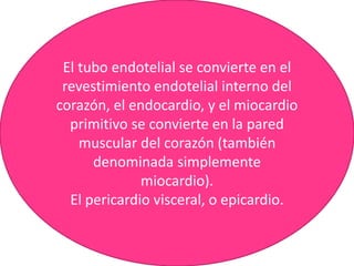 El tubo endotelial se convierte en el
revestimiento endotelial interno del
corazón, el endocardio, y el miocardio
primitivo se convierte en la pared
muscular del corazón (también
denominada simplemente
miocardio).
El pericardio visceral, o epicardio.
 