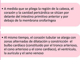 • A medida que se pliega la región de la cabeza, el
corazón y la cavidad pericárdica se sitúan por
delante del intestino primitivo anterior y por
debajo de la membrana orofaríngea
• Al mismo tiempo, el corazón tubular se alarga con
zonas alternadas de dilatación y constricción el
bulbo cardíaco (constituido por el tronco arterioso,
el cono arterioso y el cono cardíaco), el ventrículo,
la aurícula y el seno venoso
 