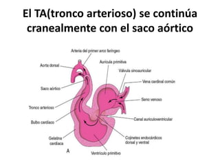 El TA(tronco arterioso) se continúa
cranealmente con el saco aórtico
 