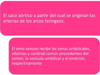 El saco aórtico a partir del cual se originan las
arterias de los arcos faríngeos.
El seno venoso recibe las venas umbilicales,
vitelinas y cardinal común procedentes del
corion, la vesícula umbilical y el embrión,
respectivamente
 