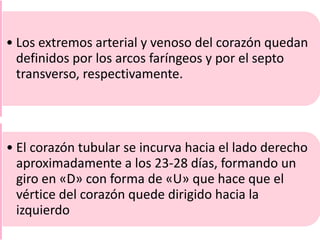• Los extremos arterial y venoso del corazón quedan
definidos por los arcos faríngeos y por el septo
transverso, respectivamente.
• El corazón tubular se incurva hacia el lado derecho
aproximadamente a los 23-28 días, formando un
giro en «D» con forma de «U» que hace que el
vértice del corazón quede dirigido hacia la
izquierdo
 