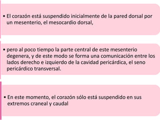 • El corazón está suspendido inicialmente de la pared dorsal por
un mesenterio, el mesocardio dorsal,
• pero al poco tiempo la parte central de este mesenterio
degenera, y de este modo se forma una comunicación entre los
lados derecho e izquierdo de la cavidad pericárdica, el seno
pericárdico transversal.
• En este momento, el corazón sólo está suspendido en sus
extremos craneal y caudal
 