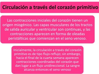 Circulación a través del corazón primitivo
Las contracciones iniciales del corazón tienen un
origen miogénico. Las capas musculares de los tractos
de salida auricular y ventricular son continuas, y las
contracciones aparecen en forma de oleadas
peristálticas que comienzan en el seno venoso.
Inicialmente, la circulación a través del corazón
primitivo es de tipo flujo-reflujo; sin embargo,
hacia el final de la cuarta semana aparecen
contracciones coordinadas del corazón que
dan lugar a un flujo unidireccional. La sangre
alcanza entonces el seno venoso
 
