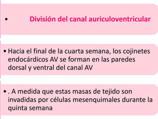 • División del canal auriculoventricular
• Hacia el final de la cuarta semana, los cojinetes
endocárdicos AV se forman en las paredes
dorsal y ventral del canal AV
• . A medida que estas masas de tejido son
invadidas por células mesenquimales durante la
quinta semana
 