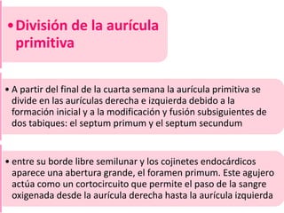 •División de la aurícula
primitiva
• A partir del final de la cuarta semana la aurícula primitiva se
divide en las aurículas derecha e izquierda debido a la
formación inicial y a la modificación y fusión subsiguientes de
dos tabiques: el septum primum y el septum secundum
• entre su borde libre semilunar y los cojinetes endocárdicos
aparece una abertura grande, el foramen primum. Este agujero
actúa como un cortocircuito que permite el paso de la sangre
oxigenada desde la aurícula derecha hasta la aurícula izquierda
 