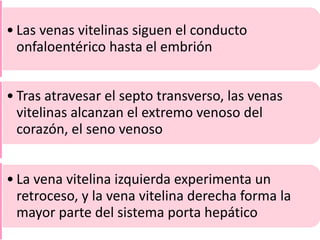 • Las venas vitelinas siguen el conducto
onfaloentérico hasta el embrión
• Tras atravesar el septo transverso, las venas
vitelinas alcanzan el extremo venoso del
corazón, el seno venoso
• La vena vitelina izquierda experimenta un
retroceso, y la vena vitelina derecha forma la
mayor parte del sistema porta hepático
 