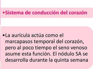 •Sistema de conducción del corazón
•La aurícula actúa como el
marcapasos temporal del corazón,
pero al poco tiempo el seno venoso
asume esta función. El nódulo SA se
desarrolla durante la quinta semana
 