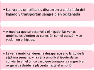 • Las venas umbilicales discurren a cada lado del
hígado y transportan sangre bien oxigenada
• A medida que se desarrolla el hígado, las venas
umbilicales pierden su conexión con el corazón y se
vacían en el hígado.
• La vena umbilical derecha desaparece a lo largo de la
séptima semana, y la vena umbilical izquierda se
convierte en el único vaso que transporta sangre bien
oxigenada desde la placenta hasta el embrión
 