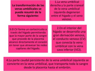 La transformación de las
venas umbilicales se
puede resumir de la
forma siguiente:
1.La vena umbilical
derecha y la parte craneal
de la vena umbilical
izquierda degeneran
entre el hígado y el seno
venoso.
3.El CV forma un cortocircuito a
través del hígado permitiendo
que la mayor parte de la sangre
que procede de la placenta
alcance directamente el corazón
sin tener que atravesar las redes
capilares del hígado.
2.En el interior del
hígado se desarrolla una
gran derivación venosa,
el conducto venoso (CV)
que conecta la vena
umbilical con la vena
cava inferior (VCI).
4.La parte caudal persistente de la vena umbilical izquierda se
convierte en la vena umbilical, que transporta toda la sangre
desde la placenta hasta el embrión.
 