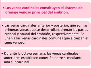• Las venas cardinales constituyen el sistema de
drenaje venoso principal del embrión.
• Las venas cardinales anterior y posterior, que son las
primeras venas que se desarrollan, drenan las partes
craneal y caudal del embrión, respectivamente. Se
unen a las venas cardinales comunes que alcanzan el
seno venoso.
• Durante la octava semana, las venas cardinales
anteriores establecen conexión entre sí mediante
una subcardinal.
 