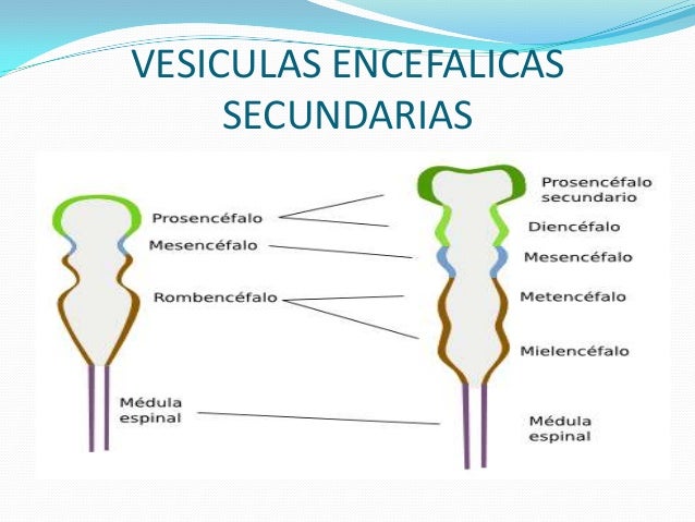 EMBRIOLOGIA Y ANATOMIA DEL SISTEMA NERVIOSO CENTRAL