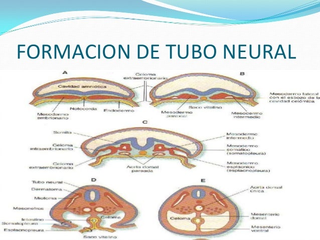 EMBRIOLOGIA Y ANATOMIA DEL SISTEMA NERVIOSO CENTRAL