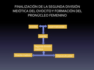 FINALIZACIÓN DE LA SEGUNDA DIVISIÓN
MEIÓTICA DEL OVOCITO Y FORMACIÓN DEL
        PRONÚCLEO FEMENINO


              ovocito             espermatozoide



                        ovocito



                  Segunda división
                  meiótica

 Ovocito maduro                         Córpusculo polar
 