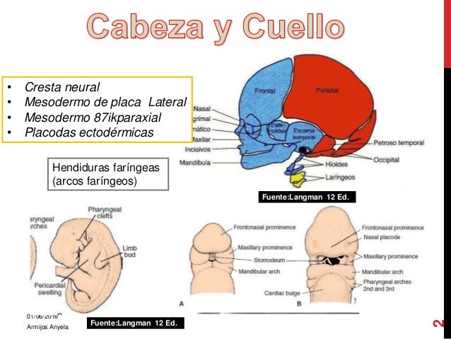 Embriologia De Cabeza Y Cuello Pdf